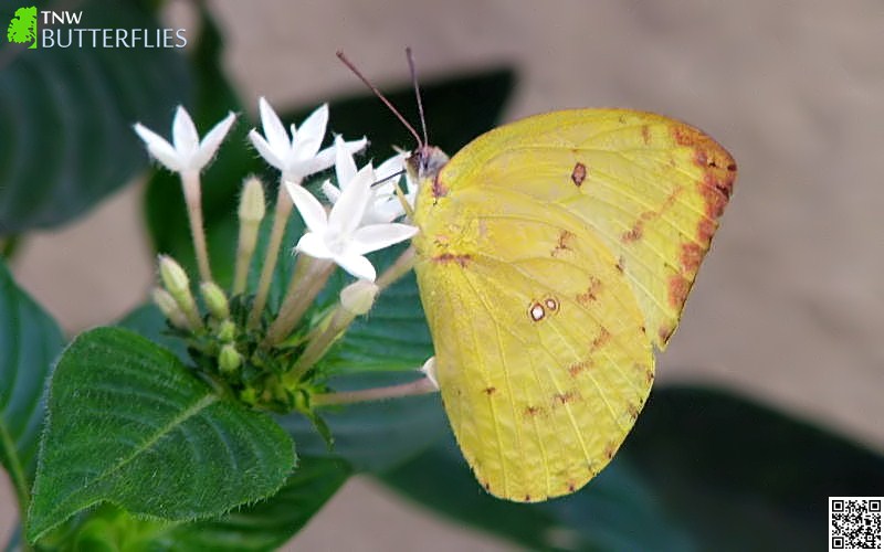 Butterflies